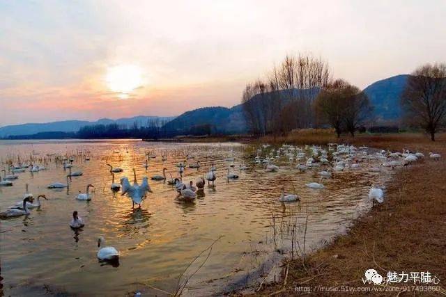 特此公告 平陆县大天鹅景区  2020年12月19日 平陆:冬日三湾天鹅舞