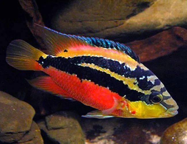 中南美洲慈鲷图鉴合集centralsouthamericancichlid