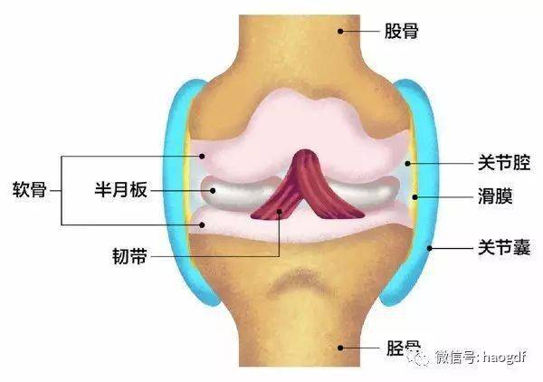 胫骨平台中央有一前一后两个髁间棘,其周围为半月板和交叉韧带的附着