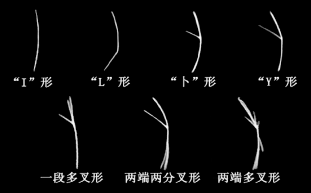 长这么多刺是为了不让人吃吗