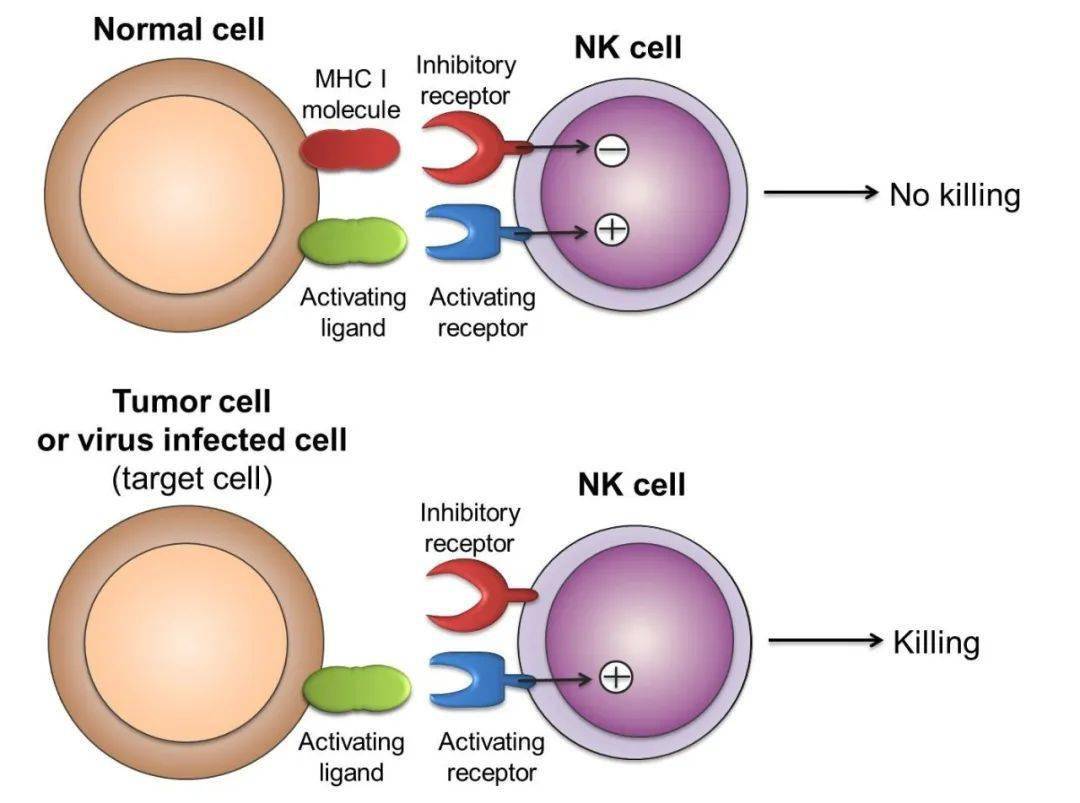 nk细胞肿瘤免疫治疗