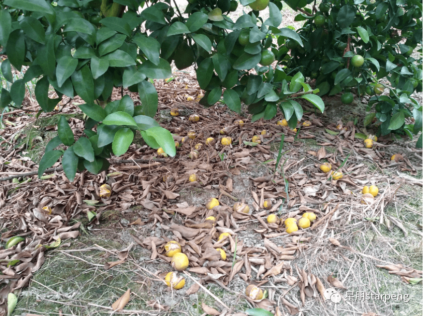 柑橘采前落果案例分析