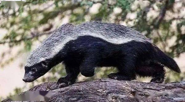 平头哥动物世界全集视频 f42550f1e1e14aefb748d44b26e6a3c5.jpeg