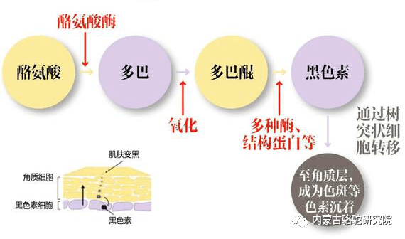 黑色素产生示意图