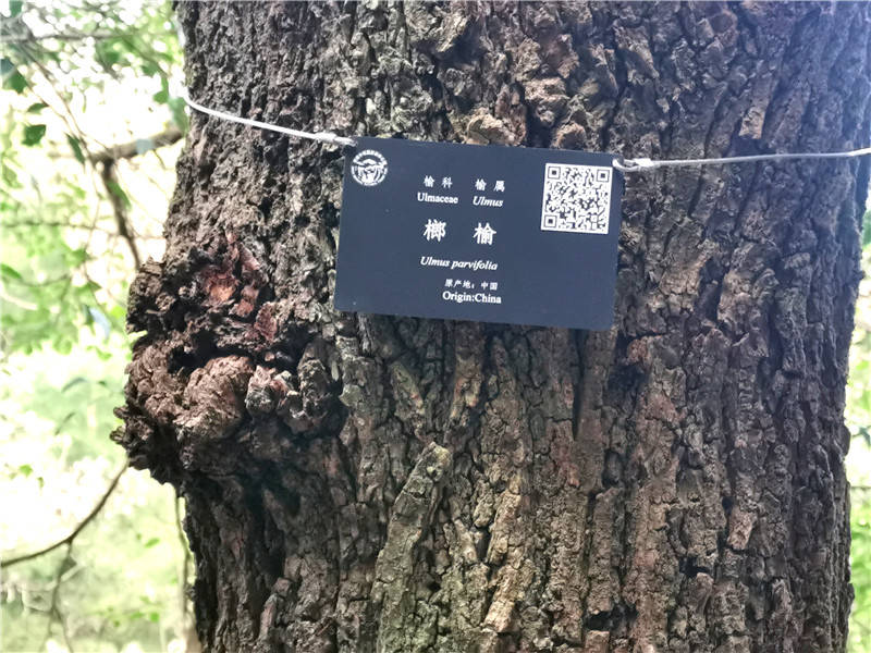 怀化中坡公园名贵树木挂上了“明星牌”