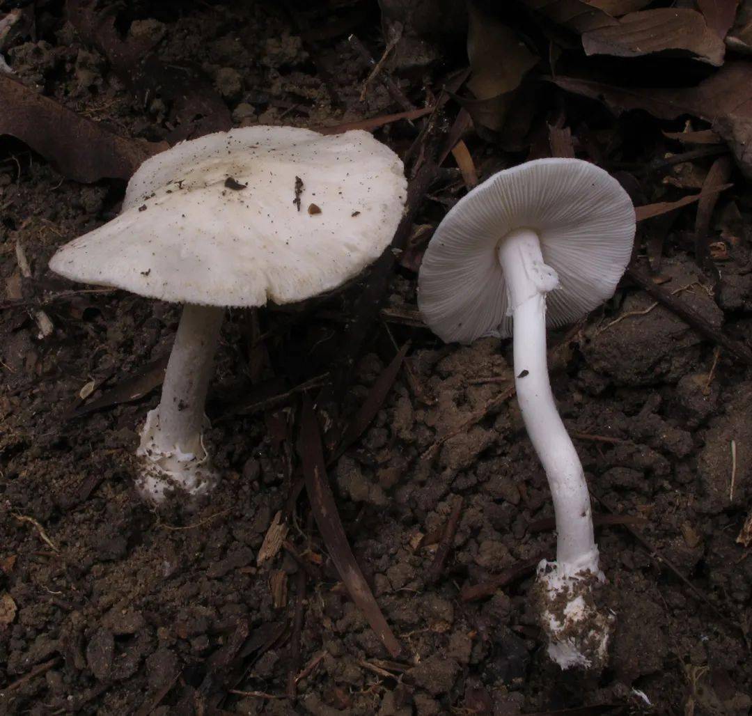 大自然中美丽的毒蘑菇:致命鹅膏_手机搜狐网