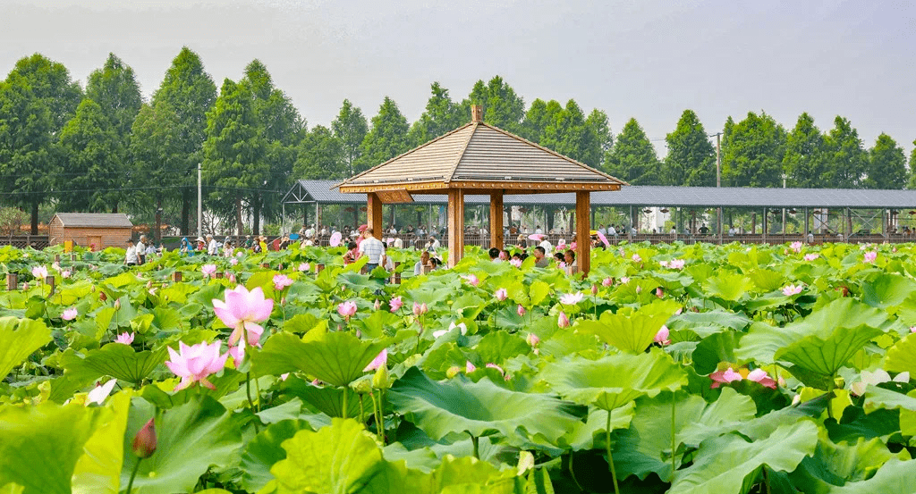 靖江市生祠镇东进村