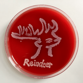 科学邂逅艺术 | 微生物平皿艺术大赛