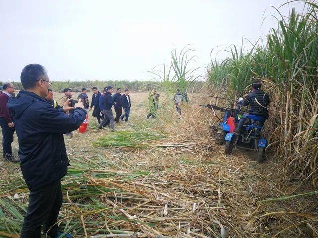 农业农村部专家到我市开展甘蔗机械化收获对比试验