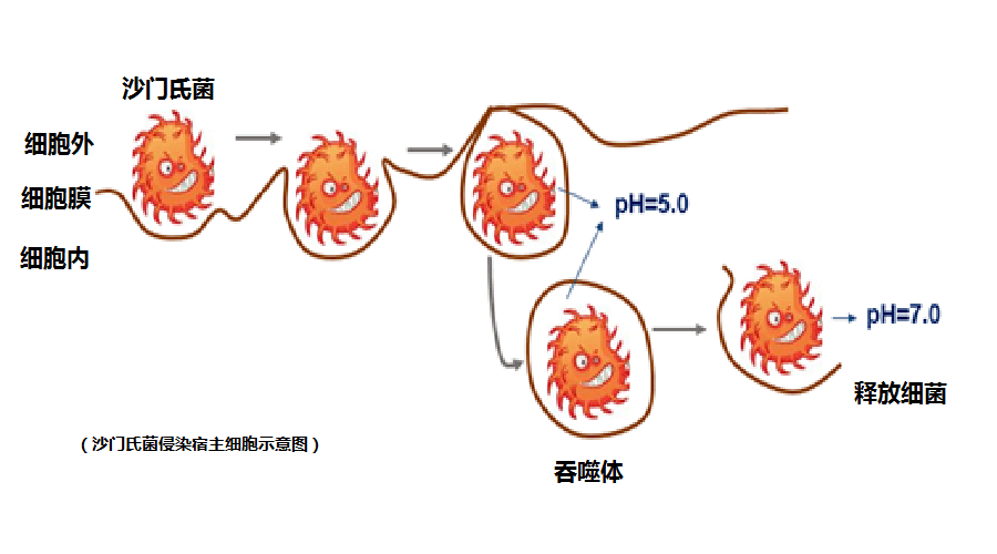沙门氏菌食物中毒表现 6fe1c611009445838e3243d76b7d08b6.png