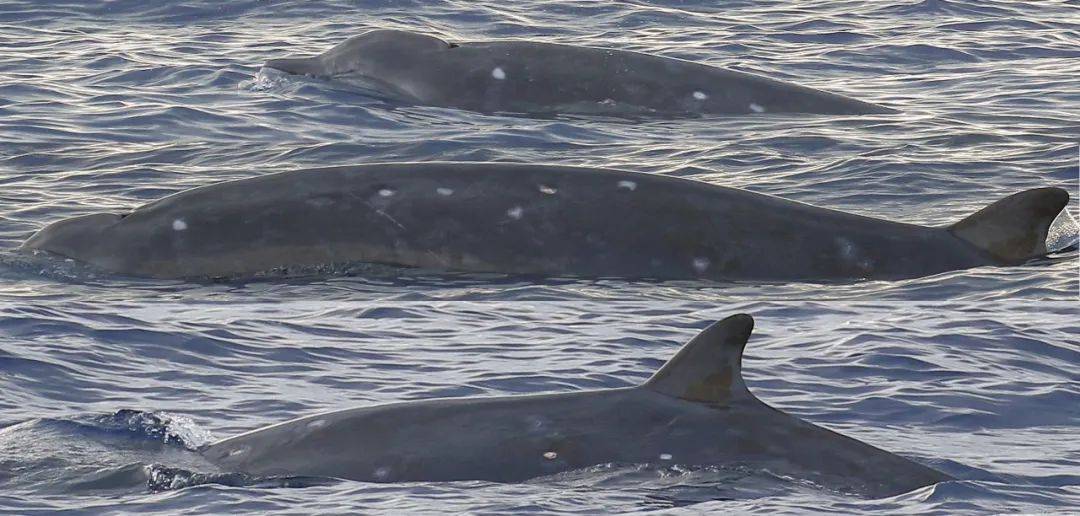 个体|中科院深海所研究团队在南海发现神秘喙鲸