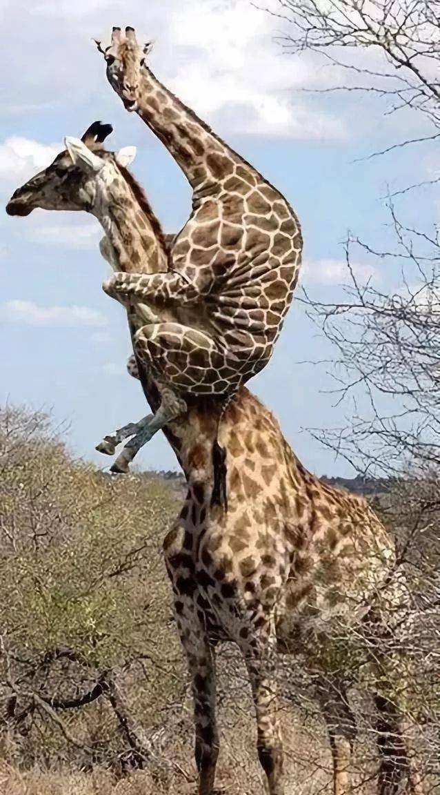 动物世界亲情与爱的照片,张张触动人心!_妈妈