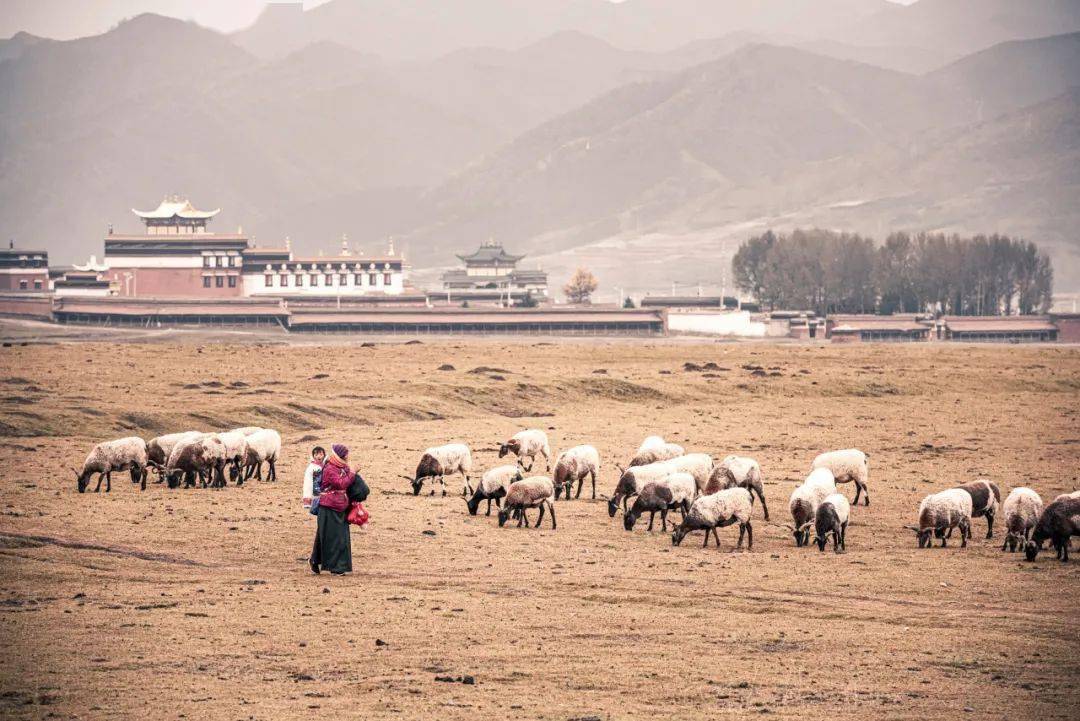 牧羊人口_牧羊少年奇幻之旅图片