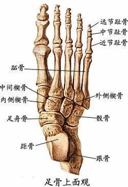 中足是由足舟状骨,骰骨,楔状骨,跖骨组成;前足由趾骨组成.