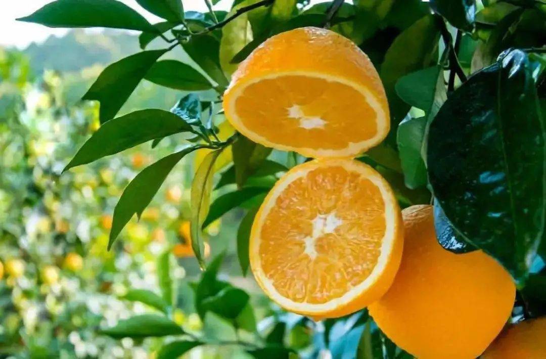 橙在中国,味在雷波,雷波脐橙是你走亲访友,馈赠家人的不二选择的"橙"