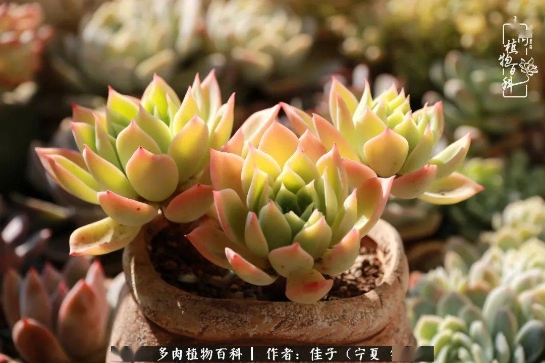 惟愿一颗多肉治愈一种心情,这世间并无难事!