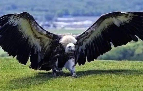 世界上体型最大的鹰不喜捕食偏爱捡漏动物界没有天敌