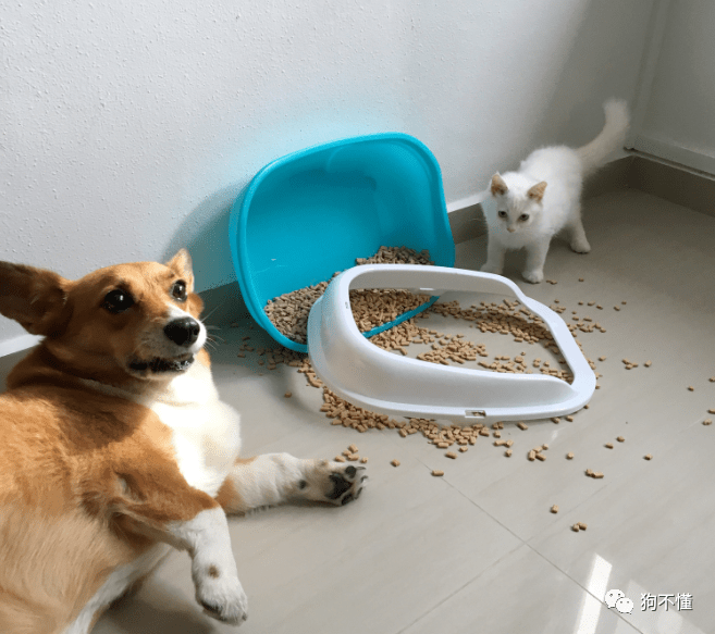 狗为啥吃叶黄素 6d5a81f43aa84498a88459d51f9a0c98.png