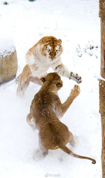 狮子老虎大熊猫都玩嗨了！济南野生动物世界上演现实版“冰雪奇缘”_金虎雪