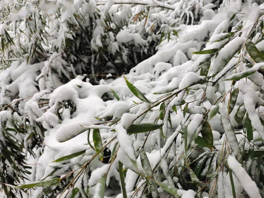 山青新雪 大雪已至,万事胜意