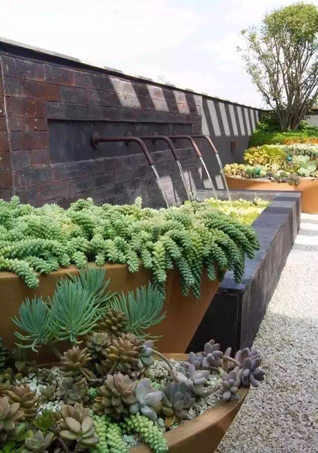 50张 · 多肉植物景观造型场景应用
