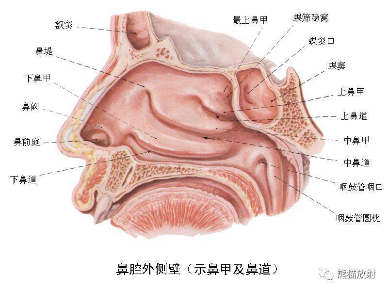颅面颈部(颅面骨,眼眶,腮腺等)详细解剖图谱