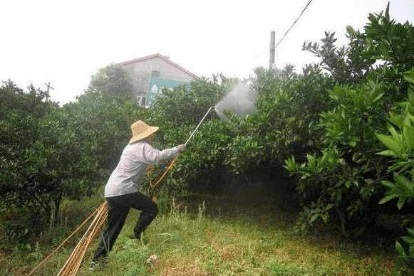 03 采果结束2周之后(果树树体中水分基本处于平衡状态后),选择弱风或