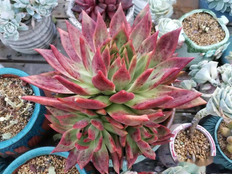 怎么养多肉叶子茂盛和肥厚 96ddc764e70c44a5befc4dd3f62b8d92.jpeg