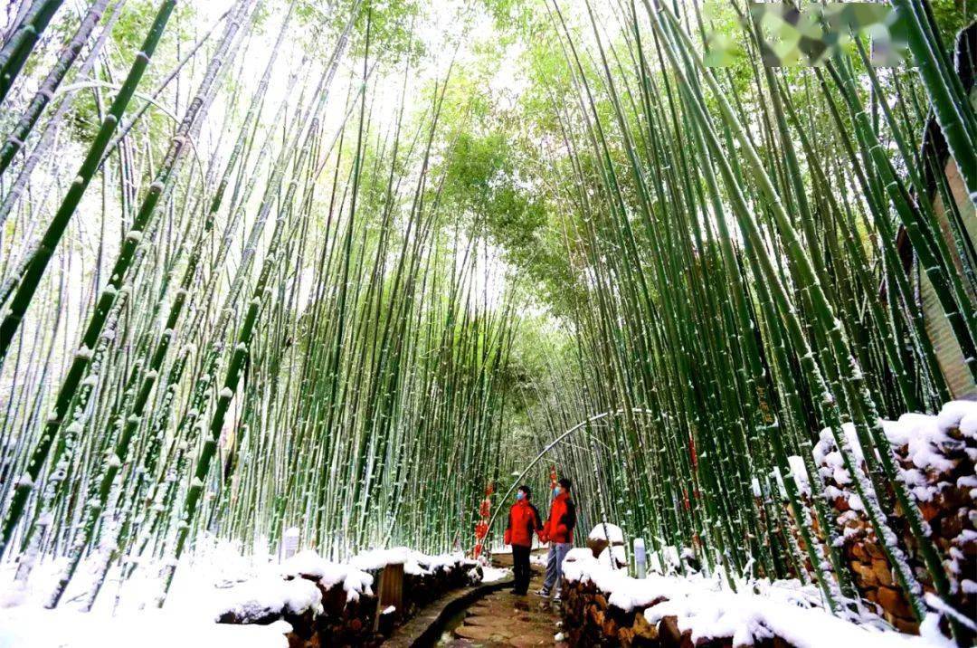 岁末瑞雪映青竹,竹泉村·红石寨超美雪景来袭!