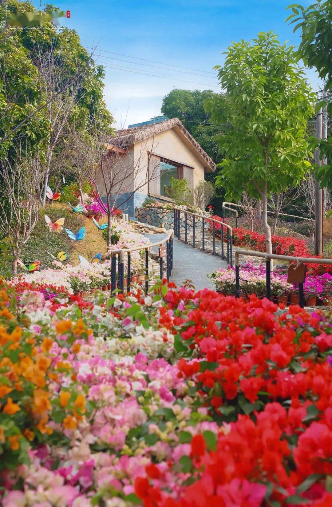 古厝与花山境小院花满庭姹紫嫣红万朵暖冬