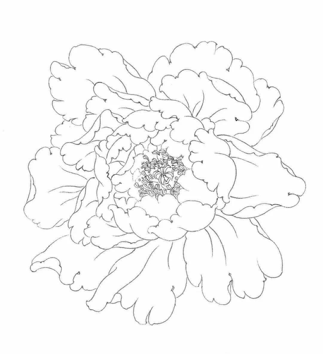 工笔画牡丹花房,花蕊,叶子,枝干的画法及设色