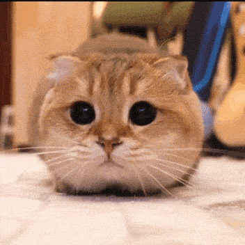 沙雕猫表情包元旦快乐核桃表情包