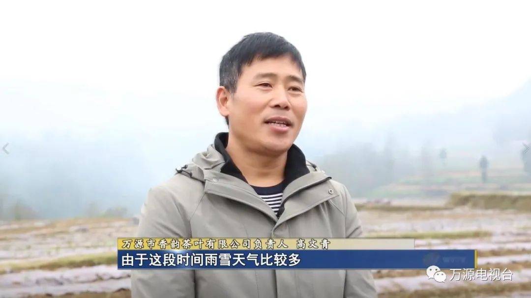 暖冬管护,万源市1000余亩"黄金芽"穿上"小棉袄"