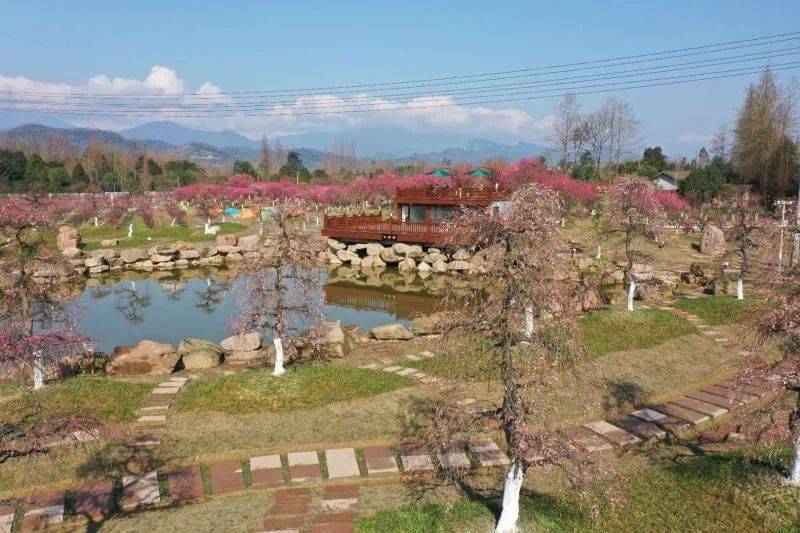 问花村是2019年成都市乡村振兴重点项目之一,覆盖整个青城山镇大通