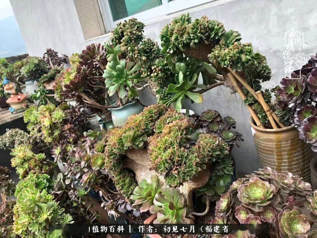 多肉小花园 77dd9594f4414eb4823752db650f6968.jpeg