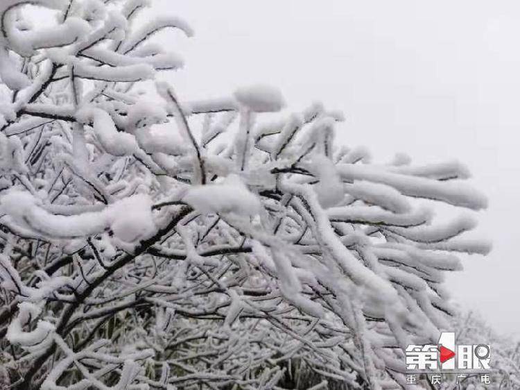 金佛山降下2021年第一场雪