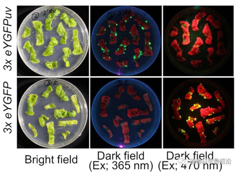 绿色荧光蛋白基因(green fluorescent protein,简称gfp)是分子生物学