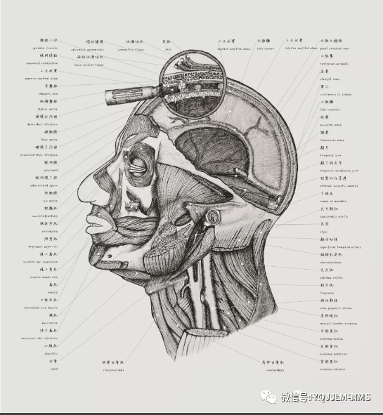协和医学生手绘器官解剖图极具艺术美感走红网络