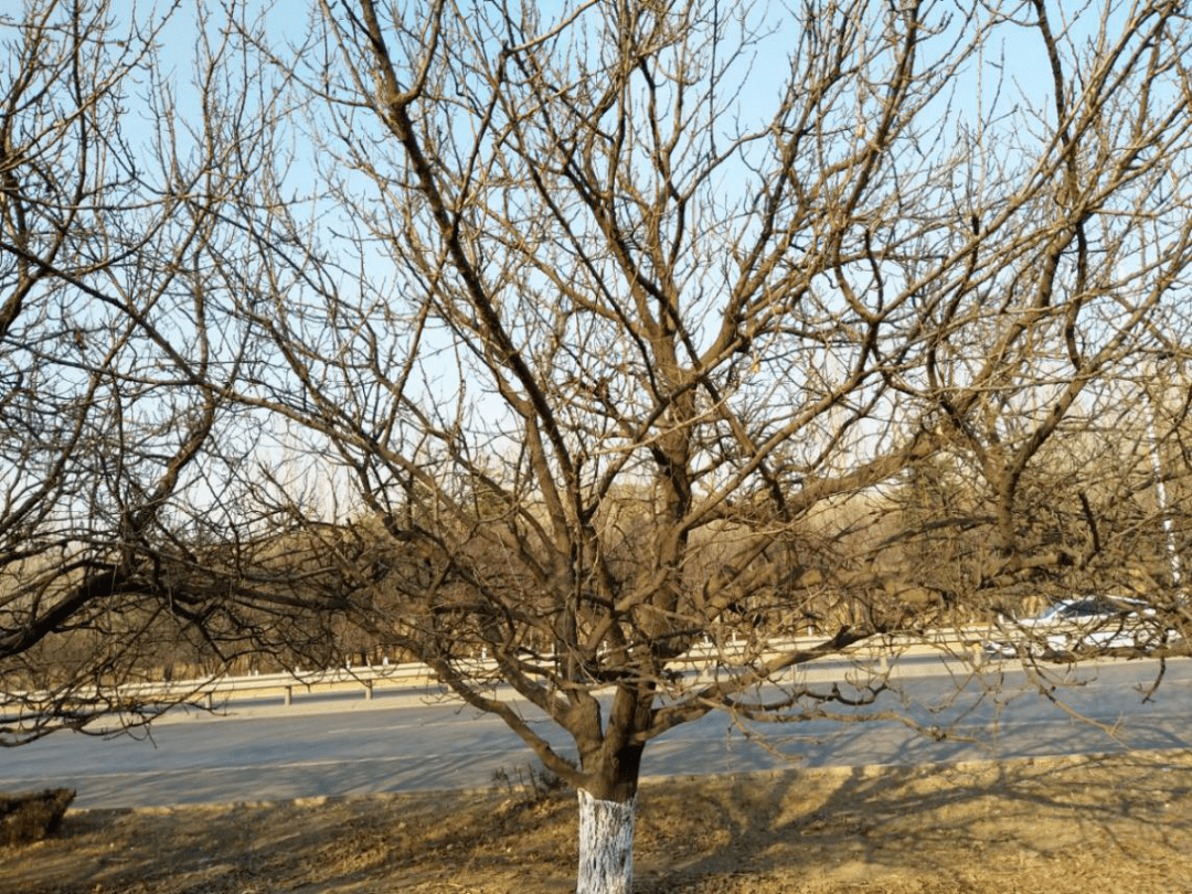 杏树整形修剪技术