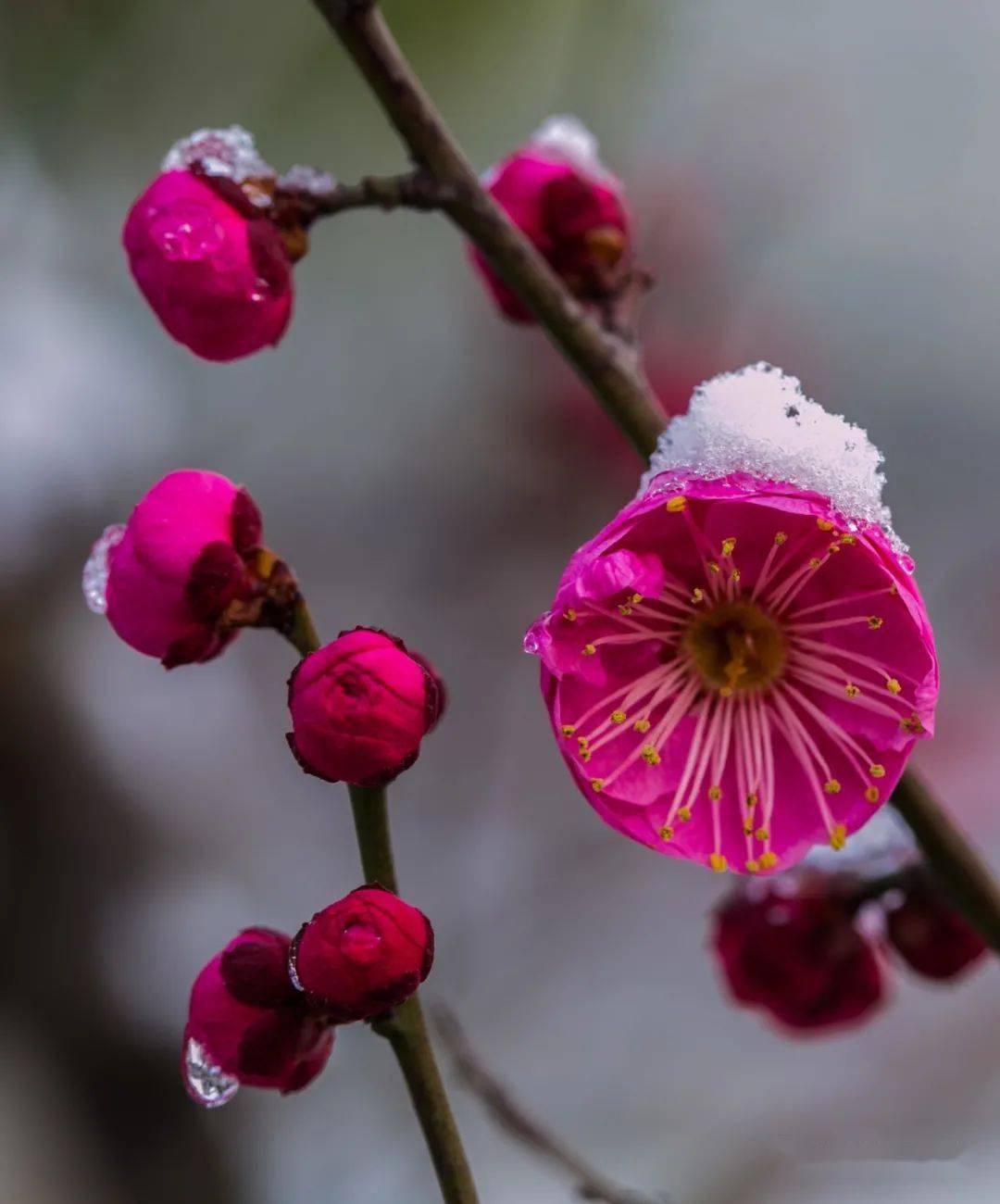 玉蝶慢慢觅芳丛, 轻吻寒梅腮透红. 许是前生早约定, 相依相恋共终生.