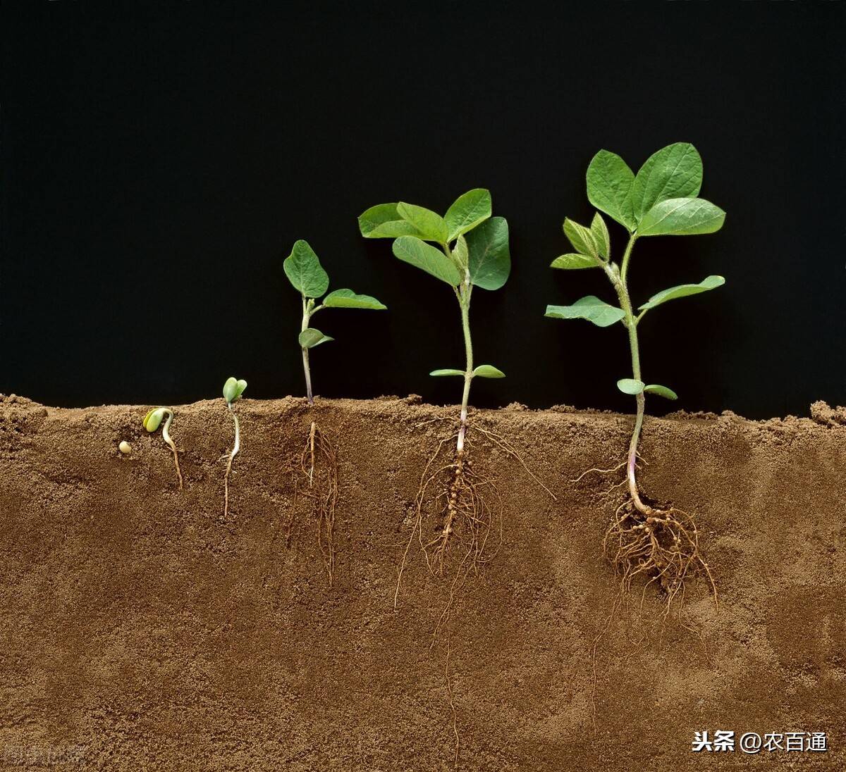 冬季天气寒冷需肥较多,因此要了解作物根茎及生长特点,根据其特点