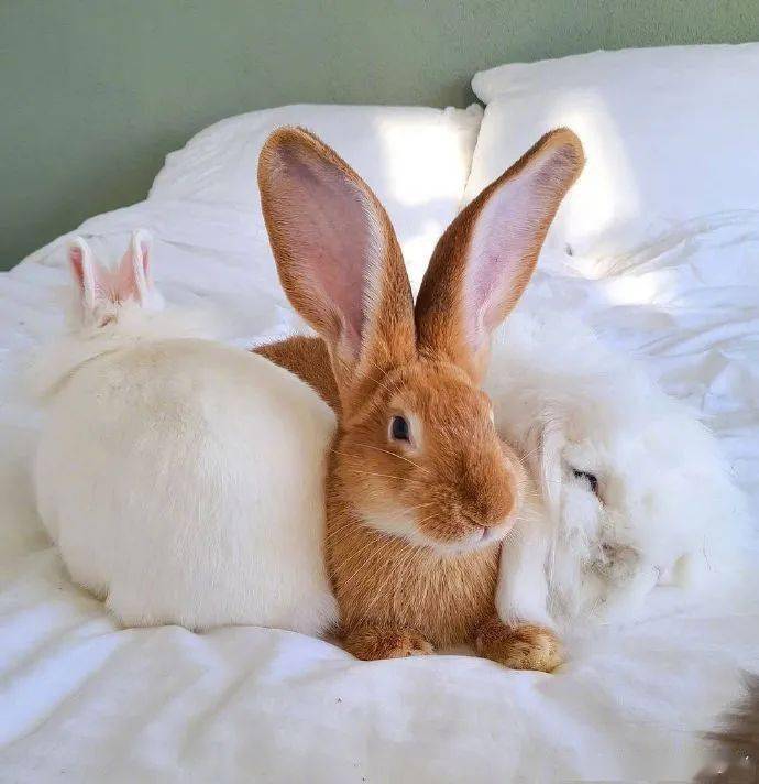 为什么兔子的耳朵是竖着的 48b4c46f3ff64f0ba11d1930c75f408a.jpeg