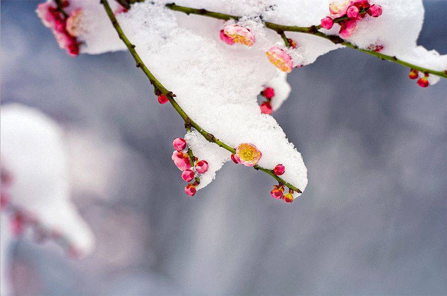 小寒|踏雪寻梅,静待归期