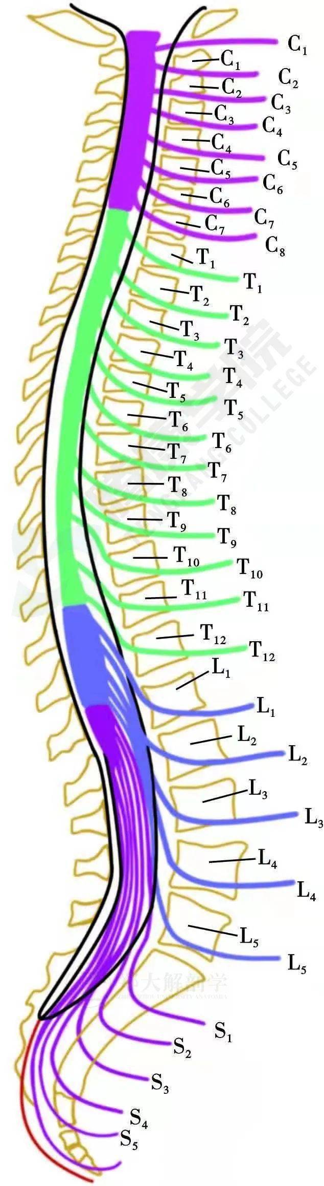 脊神经及其病变症状