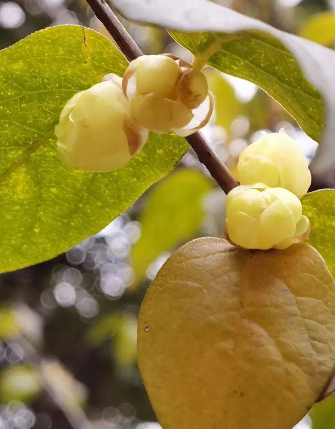 风吹蜡梅香,小寒日初长._腊梅