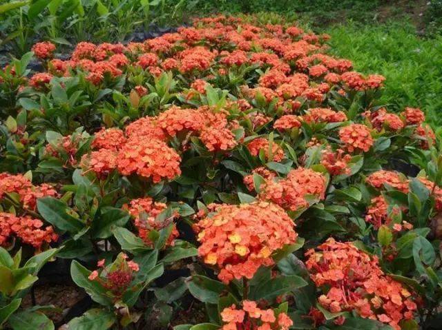 龙船花