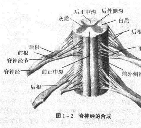 临床必备知识:神经系统体表定位标准!