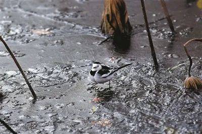 三股冷空气组团来袭！杭州今夜不仅大降温可能还9博体育要下雪！杭州的“菜篮子”还好吗？(图5)