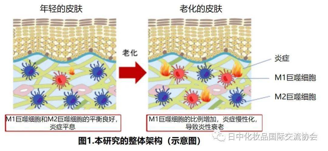 资生堂世界首次发现巨噬细胞的平衡与皮肤老化有关