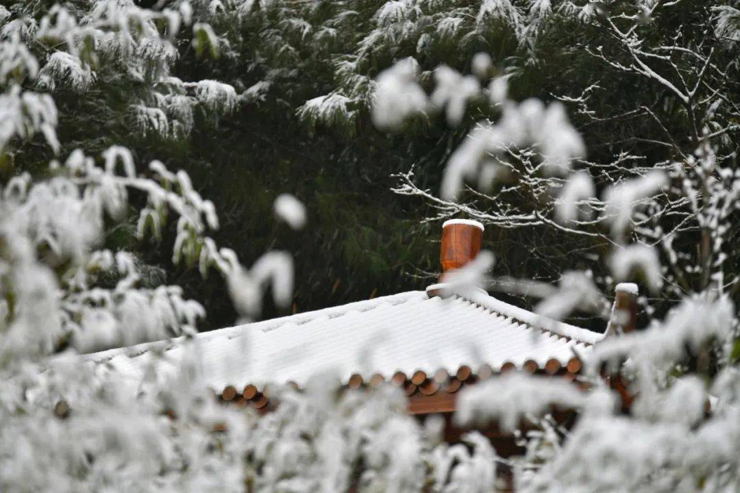 报忠县第一场雪真的来了大美雪景等你欣赏